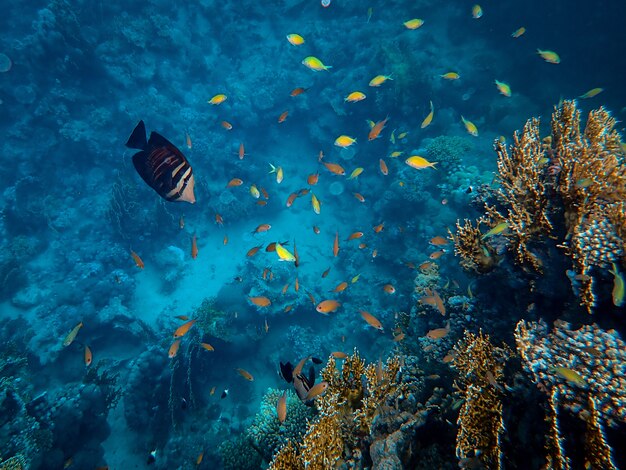 海の下でサンゴの周りを泳ぐ美しい魚