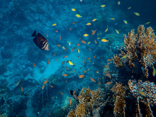 海の下でサンゴの周りを泳ぐ美しい魚