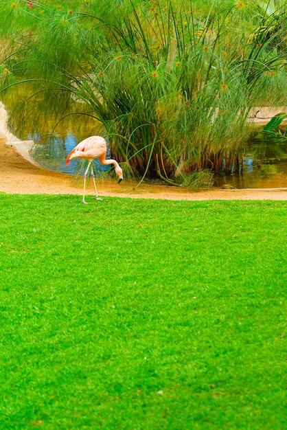 Beautiful flamingo on the grass in the park