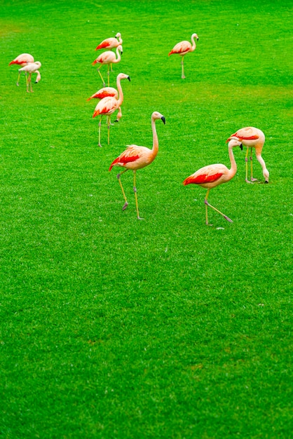 公園の芝生の上を歩く美しいフラミンゴグループ