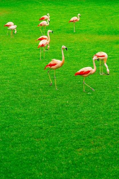 Красивая группа фламинго гуляя на траву в парке