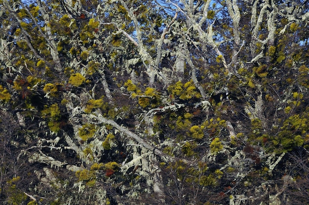 And beautiful flora at Patagonia during the daytime