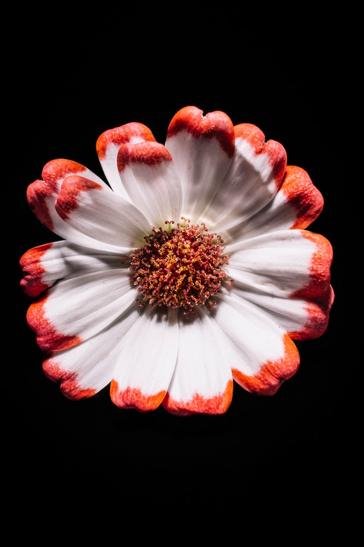 Free Photo beautiful flower on black