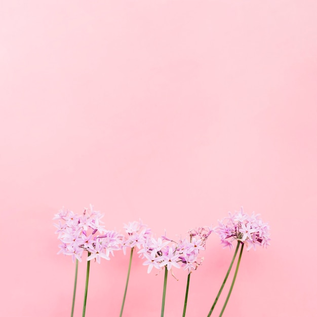 ピンクの壁の前に美しい花束