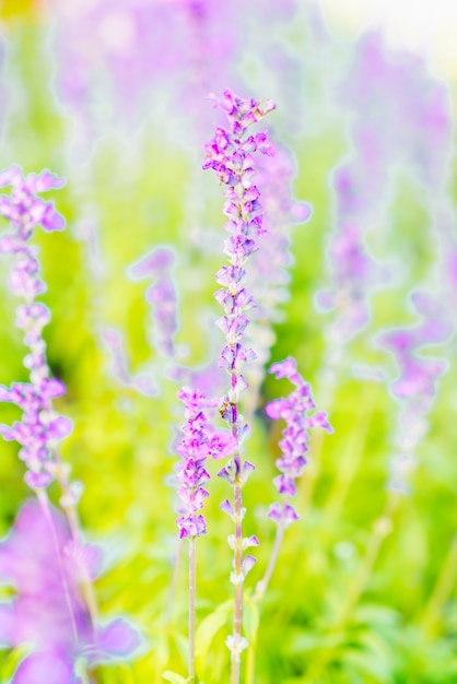 美しい花ハーブ植物風景