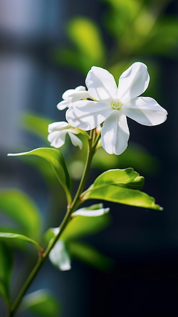 Foto gratuita un bellissimo fiore in natura