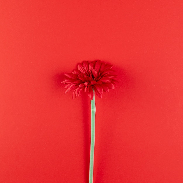 Beautiful flower on red background