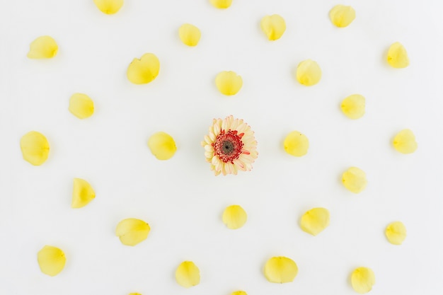 Beautiful flower surrounded by yellow petals