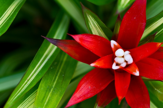 Beautiful flower with red petals
