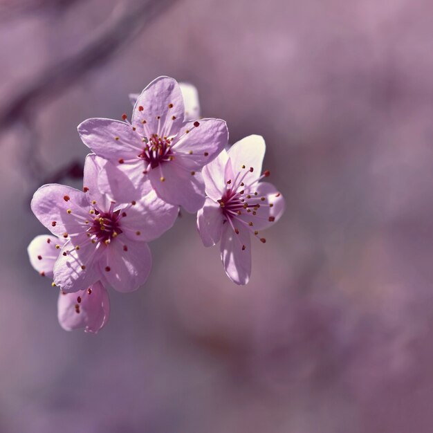 Beautiful flowering Japanese cherry Sakura. Season Background. Outdoor natural blurred background wi