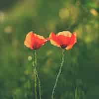 Free photo beautiful flowering poppy in green grass in field. (papaveraceae)