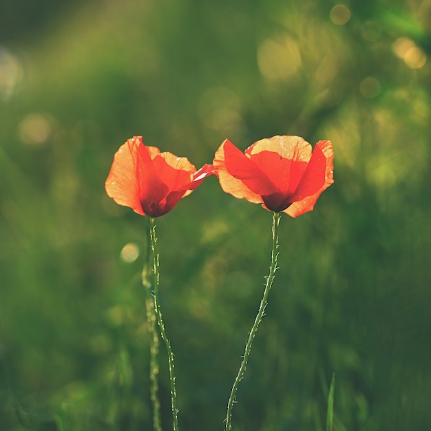 Красивый цветущий мак в зеленой траве в поле. (Papaveraceae)