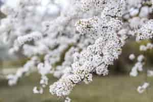 Free photo beautiful flowering tree