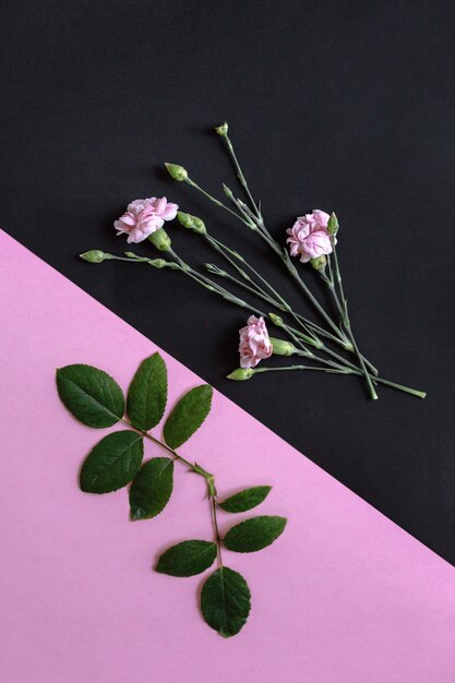 Beautiful flowers and fresh green leaves on pink and black background