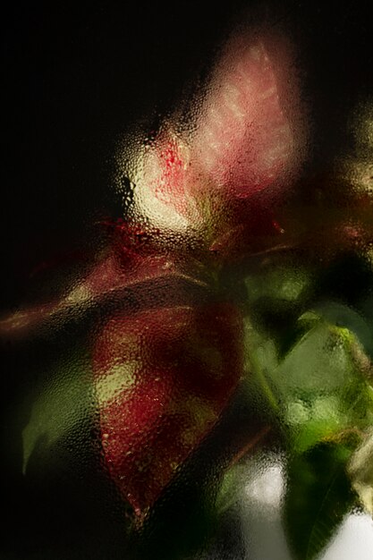 Beautiful flowers seen behind humidity glass