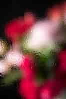 Free photo beautiful flowers seen behind humidity glass