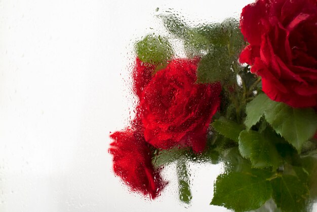 Beautiful flowers seen behind humidity glass