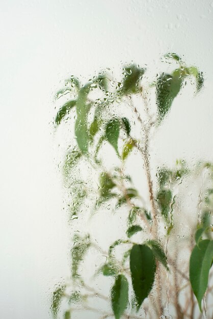 Beautiful flowers seen behind humidity glass