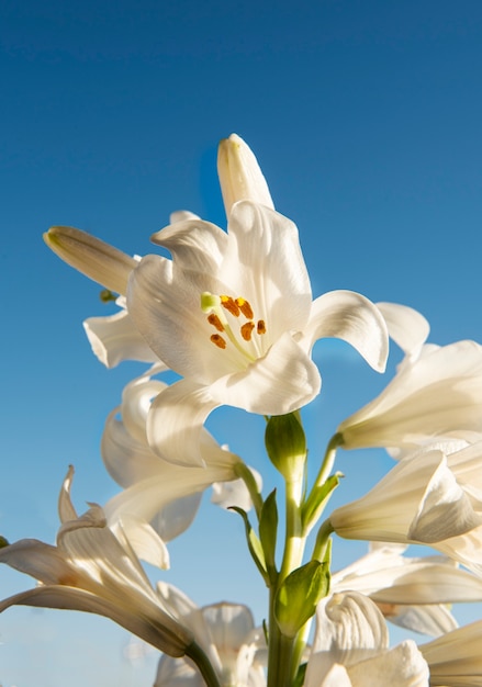 Free photo beautiful flowers with blue background