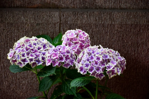 Bellissimi fiori con sfondo di pietra