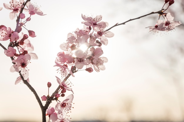 Free photo beautiful flowers with sun background