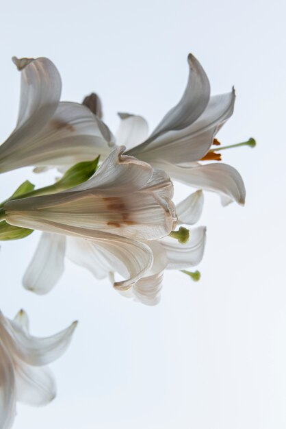 Beautiful flowers with white background