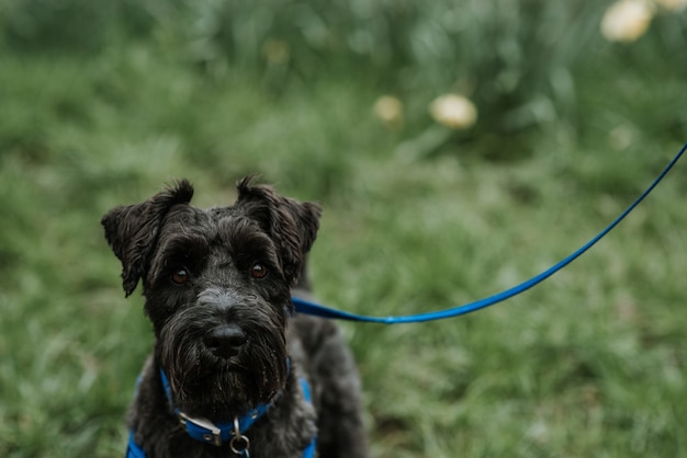 Foto gratuita bellissimo e soffice cane belga bouvier des flandres nero al guinzaglio blu