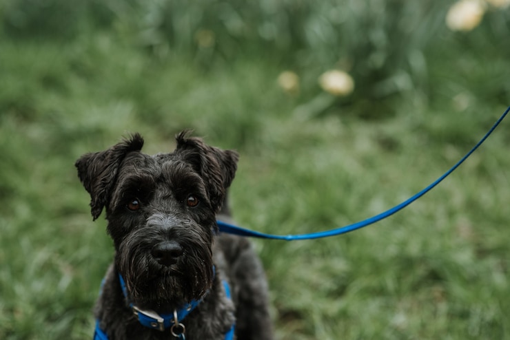 Бесплатный Фотография красивая и пушистая черная бельгийская собака bouvier des flandres на синем поводке