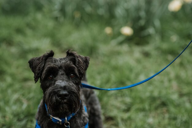青いひもにつないで美しくふわふわの黒いブービエデフランドルベルギーの犬