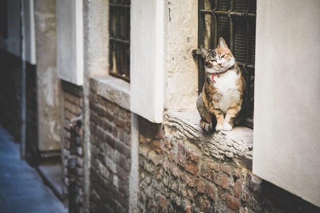 レンガの壁の上のバーと窓のそばに座っている美しいふわふわの飼い猫