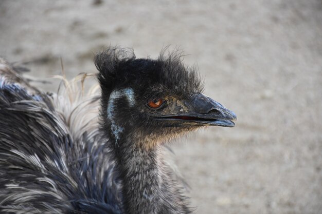 Beautiful fluffy emu with his beak slightly parted.