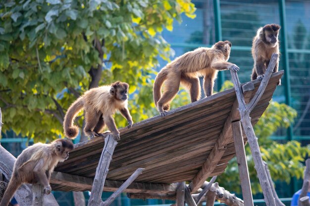 동물원의 놀이터에서 아름다운 솜털 원숭이가 놀고 있다