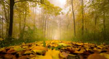 Free photo beautiful foliage carpet in a scenic autumn foggy woo