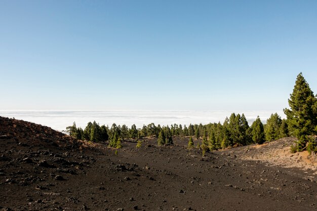 Beautiful forest above the clouds