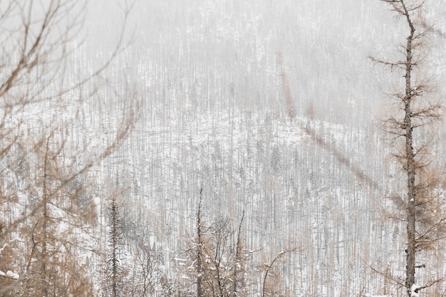 무료 사진 겨울에 아름다운 숲