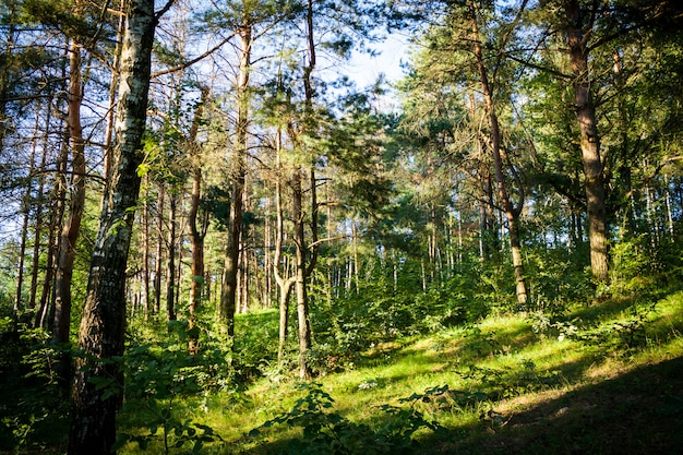 Beautiful forest scenery with green trees on a sunny day in summer