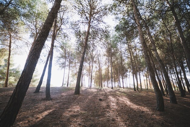 Beautiful forest on sunny day