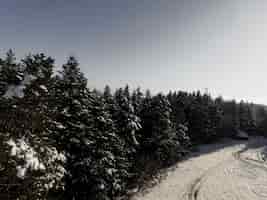Foto gratuita bella foresta in inverno