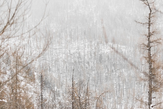 Bella foresta in inverno