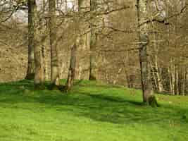 Бесплатное фото Красивый лес с зеленой травой в дневное время