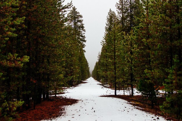 松の木と冬の後に残った小さな雪の美しい森