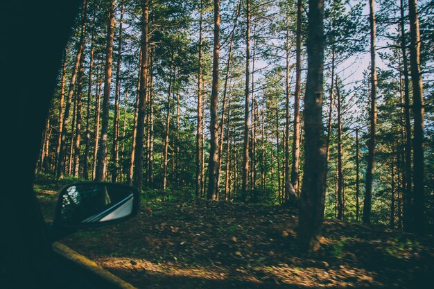 Beautiful forest with tall trees and plants shot from a car window