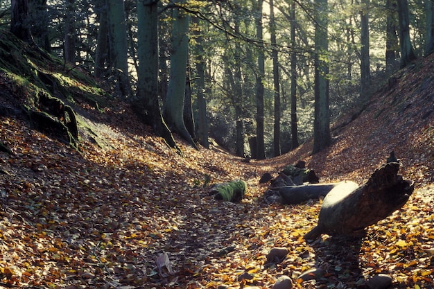 Beautiful forest with yellow leaves on rocky ground at daytime