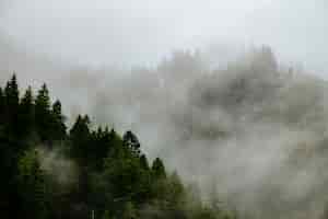 Free photo beautiful forested mountains in a fog