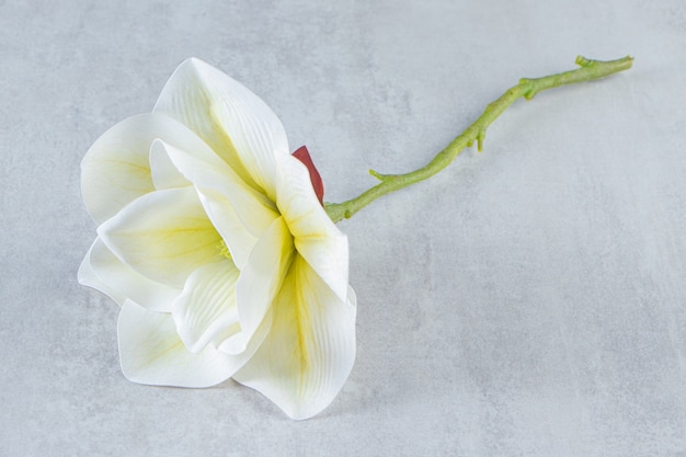 Foto gratuita bellissimo fiore bianco profumato, sul tavolo bianco.