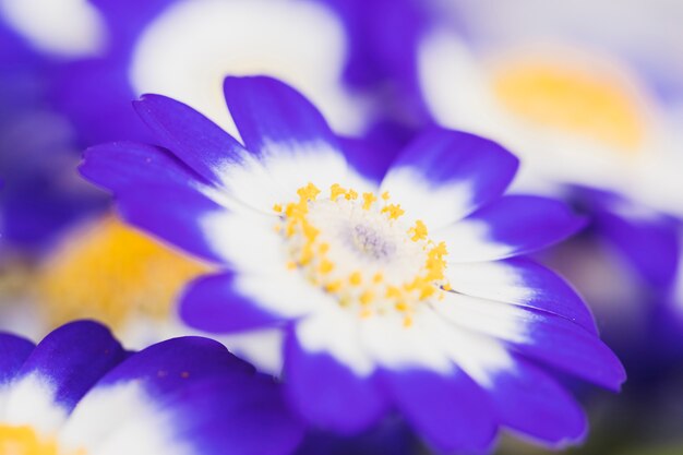 아름다운 신선한 푸른 꽃