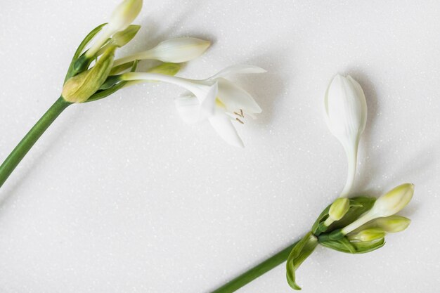 Beautiful fresh blooming buds on white background