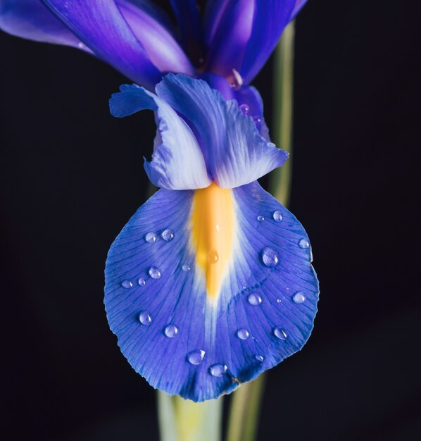 이 슬의 아름 다운 신선한 푸른 꽃