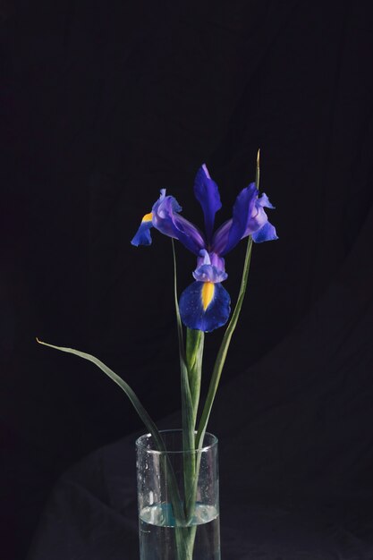 Красивое свежее голубое цветение в вазе с водой
