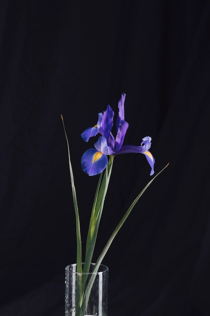 Beautiful fresh blue blooms in vase